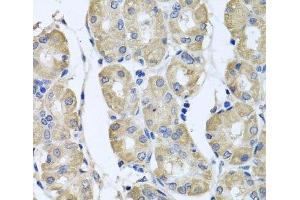 Immunohistochemistry of paraffin-embedded Human stomach using BAG5 Polyclonal Antibody at dilution of 1:100 (40x lens). (BAG5 Antikörper)