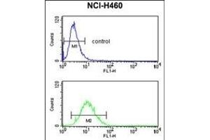 SLC25A17 Antibody (N-term) (ABIN653119 and ABIN2842701) flow cytometry analysis of NCI- cells (bottom histogram) compared to a negative control cell (top histogram). (SLC25A17 Antikörper  (N-Term))