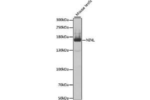 Western blot analysis of extracts of mouse testis, using NINL antibody (ABIN2564146) at 1:1000 dilution. (NINL Antikörper)