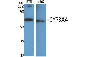 Western Blot (WB) analysis of specific cells using CYP3A4 Polyclonal Antibody.
