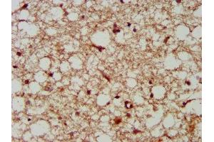 IHC image of ABIN7157906 diluted at 1:300 and staining in paraffin-embedded human brain tissue performed on a Leica BondTM system. (LANCL2 Antikörper  (AA 2-106))