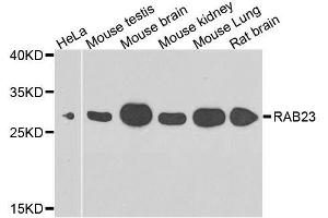 Western blot analysis of extracts of various cell lines, using RAB23 antibody. (RAB23 Antikörper  (AA 1-237))
