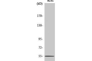 Western Blotting (WB) image for anti-EGF-Like Module Containing, Mucin-Like, Hormone Receptor-Like Sequence 4 (EMR4) (Internal Region) antibody (ABIN3174943) (EMR4 Antikörper  (Internal Region))