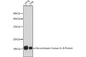 Western blot analysis of extracts of Recombinant Human IL-8 Protein(RP00052), using IL8 antibody (ABIN6133778, ABIN6142413, ABIN6142414 and ABIN6216085) at 1:1000 dilution. (IL-8 Antikörper  (AA 1-99))