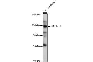 Western blot analysis of extracts of Mouse thymus, using MK11 antibody (ABIN7268648) at 1:1000 dilution. (MAP3K11 Antikörper  (AA 140-260))