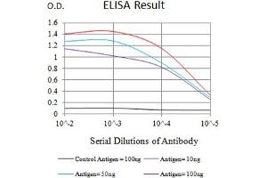 Black line: Control Antigen (100 ng),Purple line: Antigen (10 ng), Blue line: Antigen (50 ng), Red line:Antigen (100 ng) (ATG4A Antikörper  (AA 258-398))