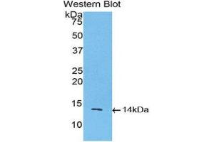 Western Blotting (WB) image for anti-Inhibin, beta A (INHBA) (AA 314-424) antibody (ABIN3201514) (INHBA Antikörper  (AA 314-424))