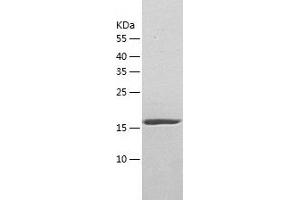 Western Blotting (WB) image for Plexin A1 (PLXNA1) (AA 986-1152) protein (His tag) (ABIN7124495) (Plexin A1 Protein (PLXNA1) (AA 986-1152) (His tag))