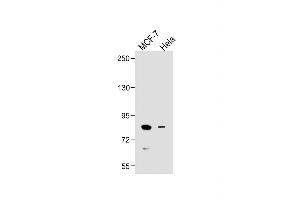 All lanes : Anti-SMURF1 Antibody (C-term) at 1:500 dilution Lane 1: MCF-7 whole cell lysate Lane 2: Hela whole cell lysate Lysates/proteins at 20 μg per lane. (SMURF1 Antikörper  (C-Term))