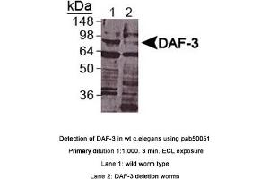 Image no. 1 for anti-Abnormal DAuer Formation Family Member (Daf-3) (DAF-3) (C-Term) antibody (ABIN363360)