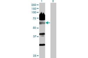 Western Blot analysis of NACC2 expression in transfected 293T cell line by NACC2 MaxPab polyclonal antibody.