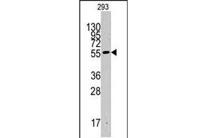 Western blot analysis of IDO1 polyclonal antibody  in 293 cell line lysates (35 ug/lane). (IDO1 Antikörper  (C-Term))