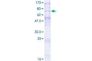 SLC35B1 Protein (AA 1-322) (GST tag)