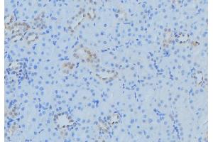 ABIN6279543 at 1/100 staining Mouse kidney tissue by IHC-P. (TAM41 Antikörper  (Internal Region))