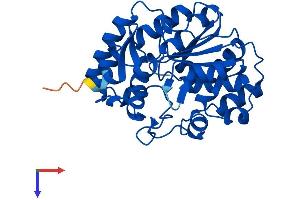 SULT1E1 Protein (AA 1-295) (His tag)