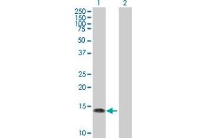 Western Blot analysis of NGFRAP1 expression in transfected 293T cell line by NGFRAP1 MaxPab polyclonal antibody.