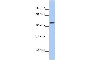 Western Blotting (WB) image for anti-Retinal Outer Segment Membrane Protein 1 (ROM1) antibody (ABIN2458828)