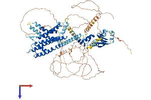 Kv2.1/KCNB1 Protein (AA 1-857) (His tag)