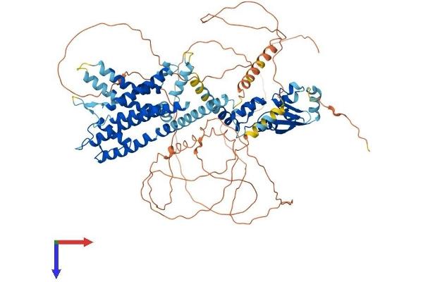 Kv2.1/KCNB1 Protein (AA 1-857) (His tag)