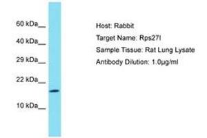 Image no. 1 for anti-Ribosomal Protein S27L (RPS27L) (C-Term) antibody (ABIN6750509) (RPS27L Antikörper  (C-Term))
