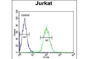 ALAD Antibody (C-term) (ABIN390809 and ABIN2841046) flow cytometric analysis of Jurkat cells (right histogram) compared to a negative control cell (left histogram). (ALAD Antikörper  (C-Term))