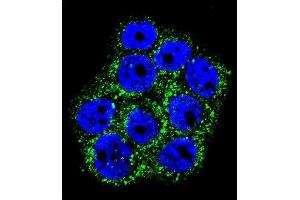 Confocal immunofluorescent analysis of GLO1 Antibody (N-term) (ABIN390591 and ABIN2840910) with WiDr cell followed by Alexa Fluor 488-conjugated goat anti-rabbit lgG (green). (GLO1 Antikörper  (N-Term))