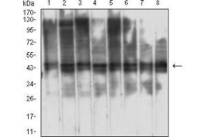 Western blot analysis using RBBP7 mouse mAb against Jurkat (1), HepG2 (2), F9 (3), C6 (4), LNCAP (5), HL-60 (6), Hela (7), and SH-SY5Y (8) cell lysate. (RBBP7 Antikörper  (AA 1-200))
