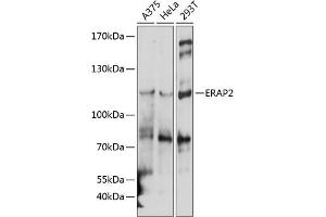 Western blot analysis of extracts of various cell lines, using ER antibody  at 1:1000 dilution. (ERAP2 Antikörper  (AA 1-170))