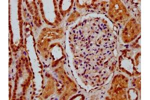 IHC image of ABIN7169748 diluted at 1:600 and staining in paraffin-embedded human kidney tissue performed on a Leica BondTM system. (SSBP3 Antikörper  (AA 185-321))