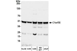 Western Blotting (WB) image for anti-Chromosome 1 Open Reading Frame 55 (C1orf55) (AA 350-400) antibody (ABIN7453515) (C1orf55 Antikörper  (AA 350-400))