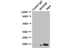 Immunoprecipitating MAGOH in Hela whole cell lysate Lane 1: Rabbit control IgG instead of (1 μg) instead of ABIN7165791 in Hela whole cell lysate.