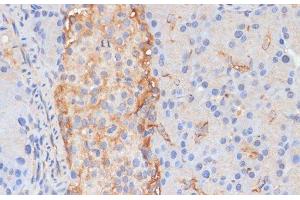 Immunohistochemistry of paraffin-embedded Rat pancreas using DLL1 Polyclonal Antibody at dilution of 1:100 (40x lens). (DLL1 Antikörper)