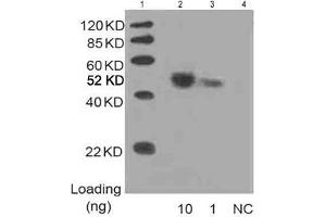 Lane 1: MarkerLane 2: 10 ng Multiple Tag Cell Lysate fusion protein (ABIN1536505) Lane 3: 1 ng Multiple Tag Cell Lysate fusion protein (ABIN1536505) Lane 4: Negative controlDetect antibody: 1 µg/mL Anti-His [HRP] Monoclonal Antibody (ABIN387701) (His Tag Antikörper  (HRP))