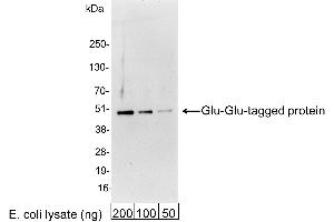 Western Blotting (WB) image for anti-Glucagon (GCG) antibody (ABIN7453358)