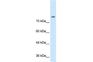 WB Suggested Anti-NRCAM Antibody Titration:  0. (NrCAM Antikörper  (N-Term))