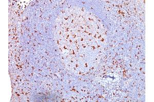 Formalin-fixed, paraffin-embedded human Tonsil stained with CD68 Mouse Monoclonal Antibody (SPM130). (CD68 Antikörper)