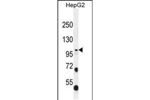 Western blot analysis in HepG2 cell line lysates (35ug/lane). (COL21A1 Antikörper  (N-Term))