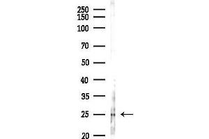 anti-Cytochrome C Oxidase Subunit 3 (COX-3) (Internal Region) antibody