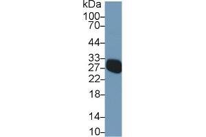 Western Blotting (WB) image for anti-Myelin Oligodendrocyte Glycoprotein (MOG) (AA 29-153) antibody (ABIN7429421)