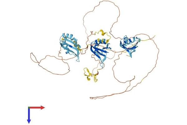 MYEF2 Protein (AA 1-600) (His tag)