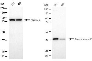 Western blotting analysis using aurora kinase B antibody (ABIN7797704). (Rekombinanter Aurora Kinase B Antikörper)