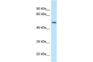 WB Suggested Anti-POLG2 Antibody Titration: 1. (POLG2 Antikörper  (N-Term))