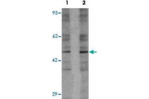 Western blot analysis of 293 cell lysate with LEMD2 polyclonal antibody  at (1) 1 and (2) 2 ug/mL. (LEMD2 Antikörper  (Internal Region))