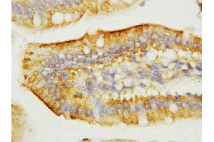 Anti-EGF antibody, IHC(P) IHC(P): Mouse Intestine Tissue (EGF Antikörper  (C-Term))
