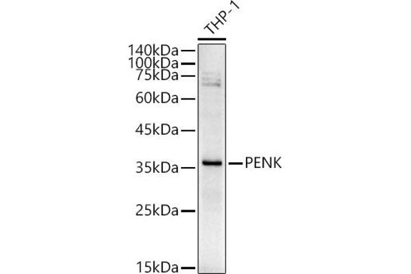 Enkephalin Antikörper  (AA 25-267)