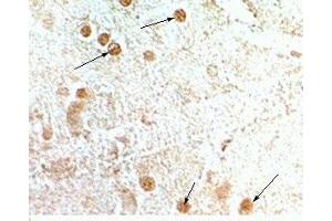 Rat hypothalamus tisse was stained by anti-NPB-29 (Rat) serum at 1:200-500 (Neuropeptide B-29 (NPB-29) Antikörper)