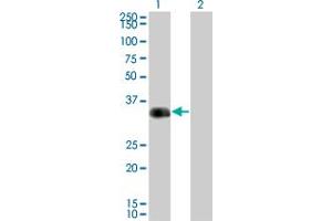 Western Blot analysis of CRX expression in transfected 293T cell line by CRX monoclonal antibody (M01), clone F6-C2. (CRX Antikörper  (AA 1-300))