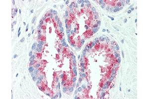 Anti-TSPAN13 antibody IHC of human, prostate. (TSPAN13 Antikörper  (Internal Region))