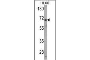 Western blot analysis of USP2 Antibody in HL60 cell line lysates (35ug/lane) (USP2 Antikörper  (N-Term))