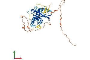 AlphaFold protein structure predicition of Human Recombinant APOBEC4 Protein, UniprotID Q8WW27